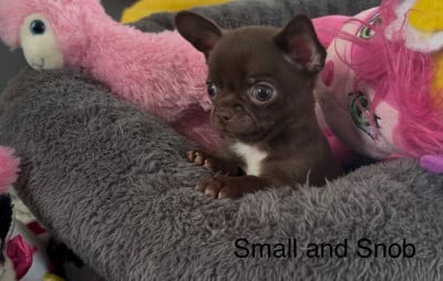 Les chiots de Chihuahua