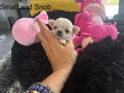 Les chiots de Chihuahua