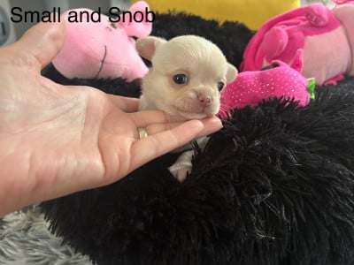 Les chiots de Chihuahua