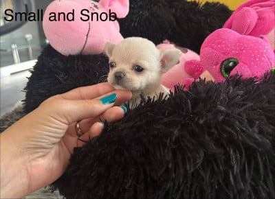 Les chiots de Chihuahua