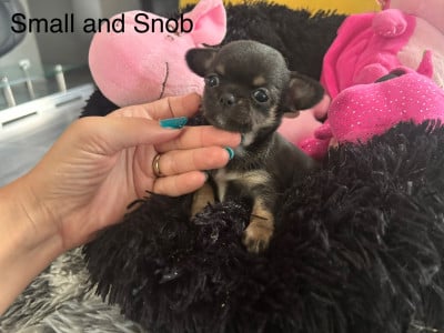 Les chiots de Chihuahua