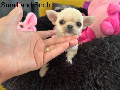 Les chiots de Chihuahua
