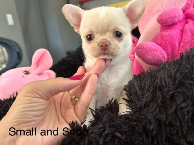 Les chiots de Chihuahua