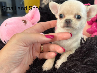 Les chiots de Chihuahua
