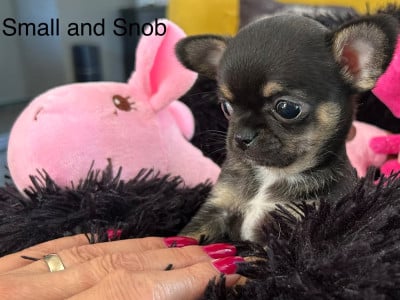 Les chiots de Chihuahua