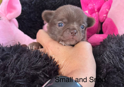 Les chiots de Chihuahua
