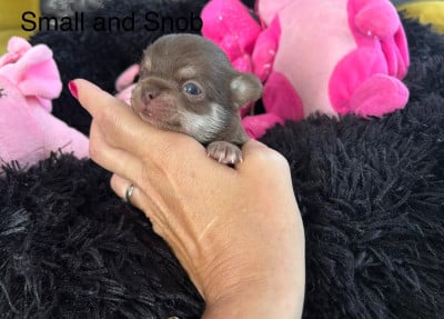 Les chiots de Chihuahua