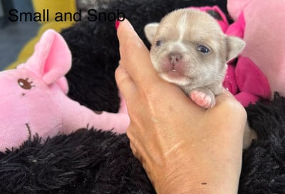 Les chiots de Chihuahua