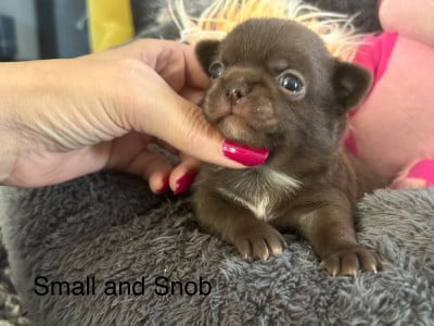 Petit Bonhomme choco - Chihuahua