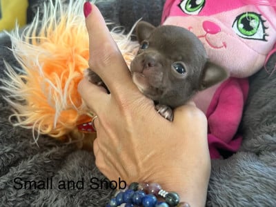 Miniature Choco - Chihuahua