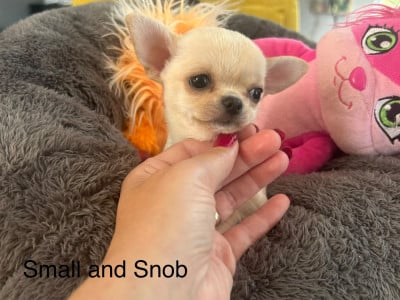 Les chiots de Chihuahua