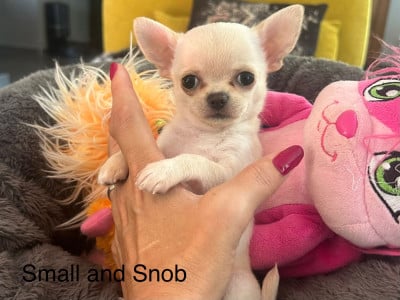 Les chiots de Chihuahua