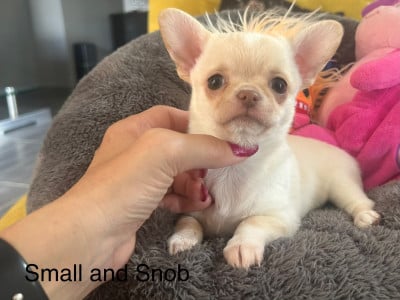 Les chiots de Chihuahua