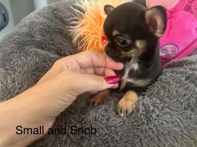 Les chiots de Chihuahua