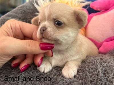 Les chiots de Chihuahua
