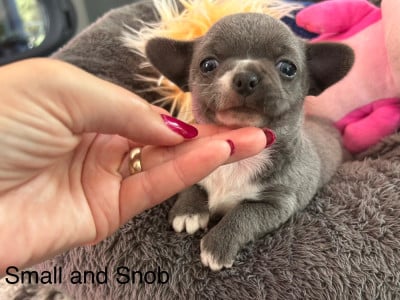 Les chiots de Chihuahua