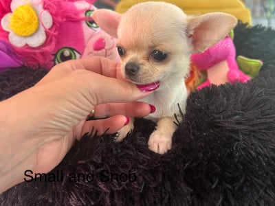 Les chiots de Chihuahua