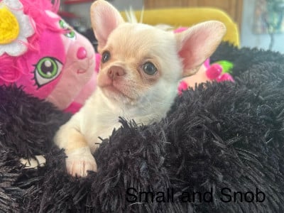 Les chiots de Chihuahua