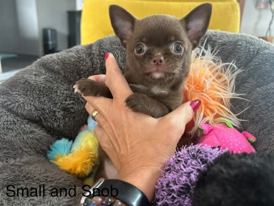 Les chiots de Chihuahua