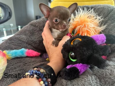 Les chiots de Chihuahua