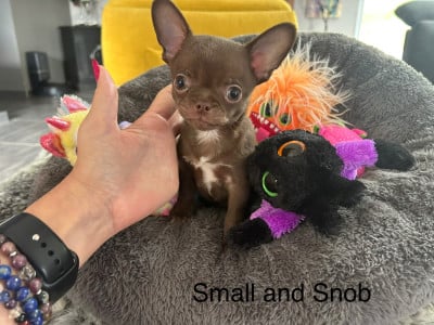 Les chiots de Chihuahua