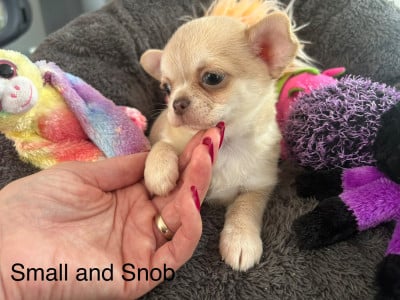 Les chiots de Chihuahua