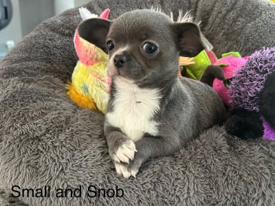 Les chiots de Chihuahua