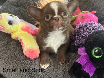 Les chiots de Chihuahua