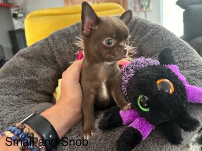 Les chiots de Chihuahua