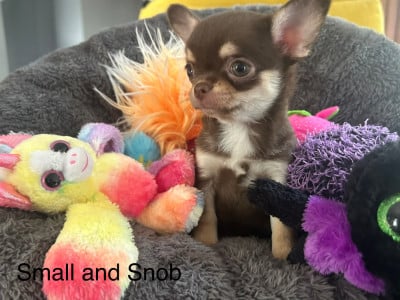 Les chiots de Chihuahua