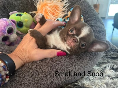 Les chiots de Chihuahua