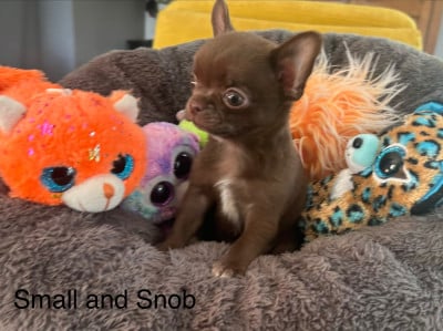 Les chiots de Chihuahua