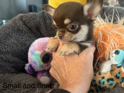 Les chiots de Chihuahua