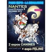 Jet Set's Blue Star Farrow - EXCELLENT