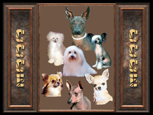 Hanouchka De misandre - TAN