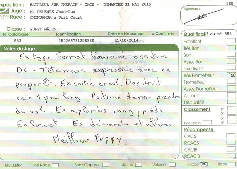 Jealous guy du Royaume d'Isthar - MEILLEUR PUPPY - TRÈS PROMETTEUR