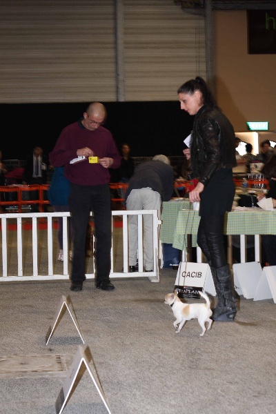 Jet Set's Blue Star Farrow - EXCELLENT