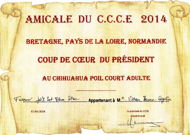 Jet Set's Blue Star Farrow - Coup de coeur du Président - Chihuahua adulte