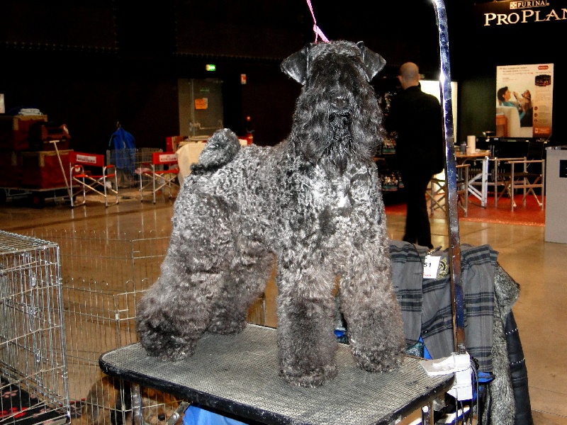 Publication : Royal Dandy Auteur : moi