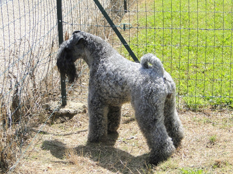 Publication : Royal Dandy Auteur : moi