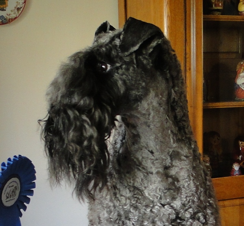 Publication : Royal Dandy Auteur : moi