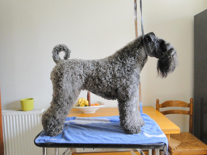 Publication : Royal Dandy Auteur : moi