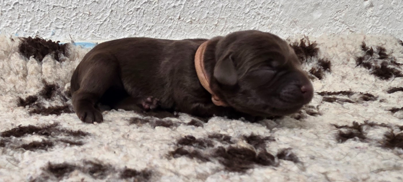 Labrador Retriever - Du Gardien Des Aulnois