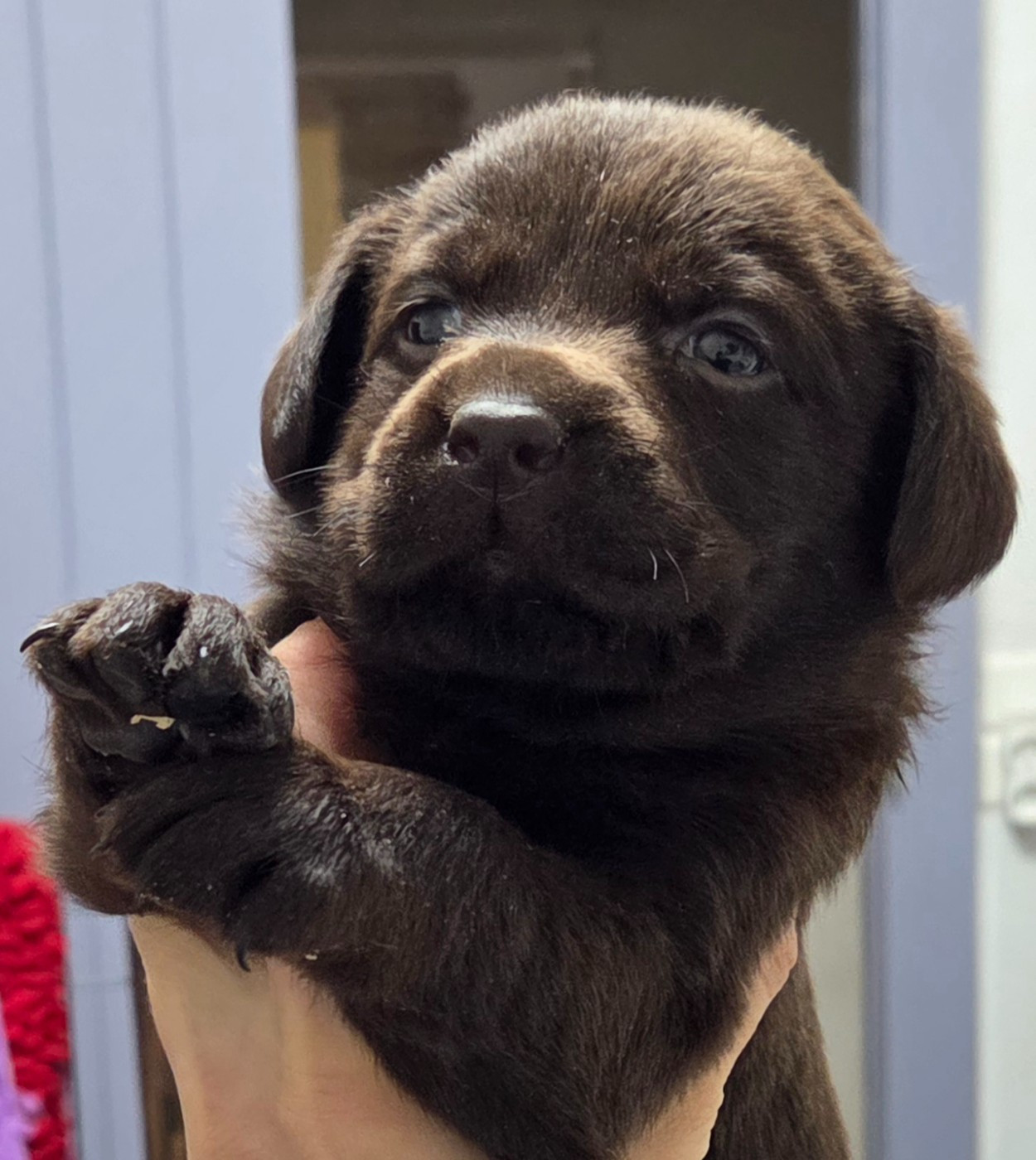 Labrador Retriever - Du Gardien Des Aulnois