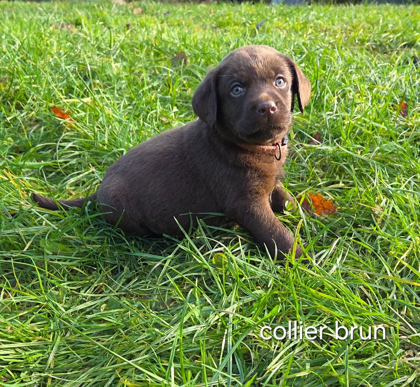 Collier brun - Labrador Retriever