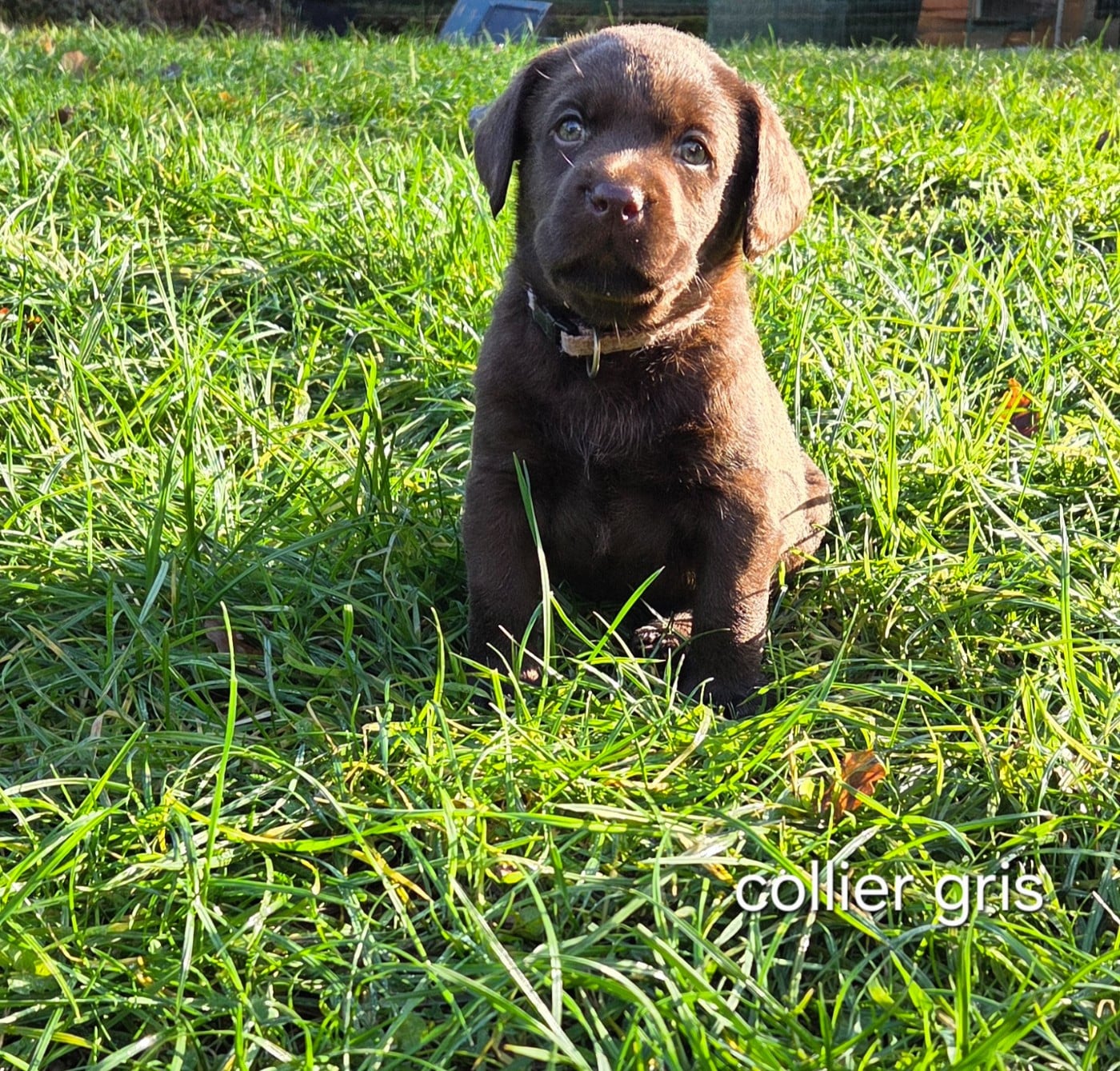 Collier gris - Labrador Retriever