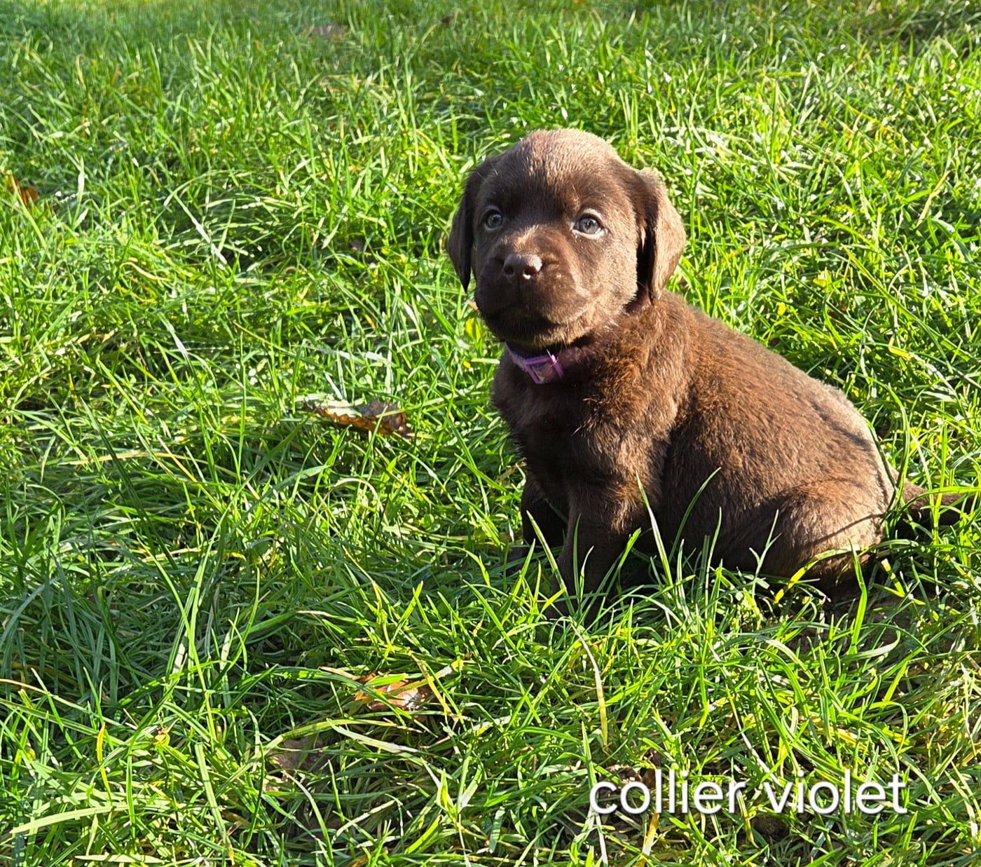 Collier violet - Labrador Retriever