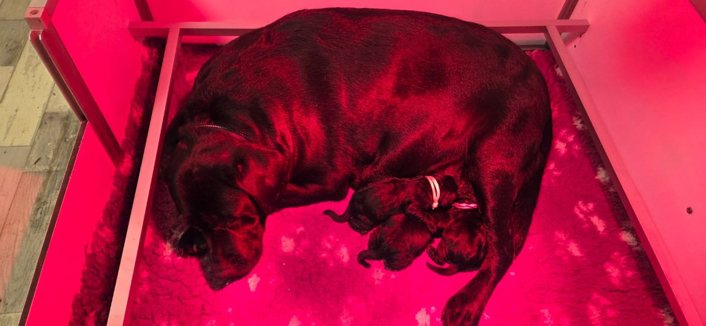 Labrador Retriever - Du Gardien Des Aulnois