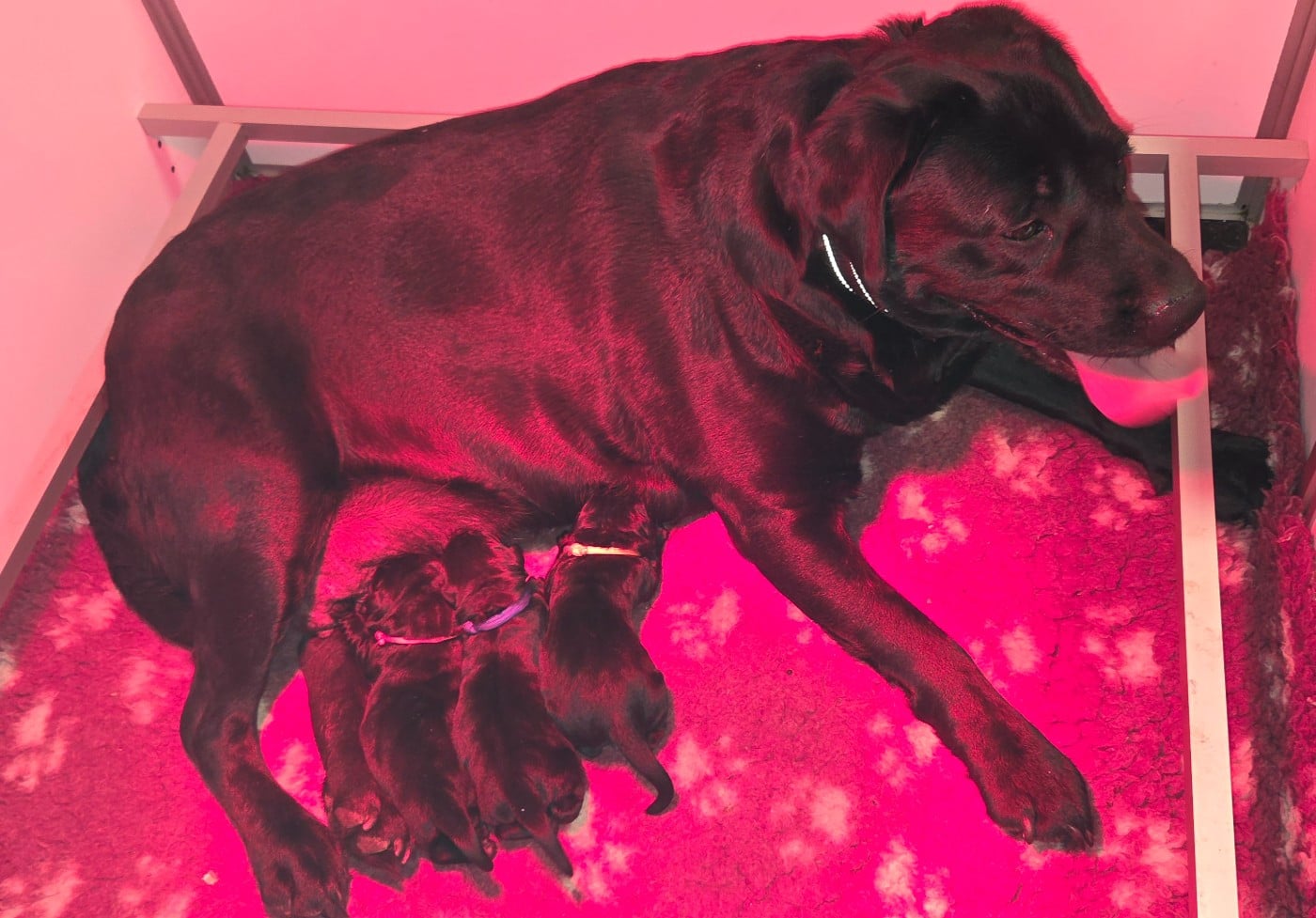 Labrador Retriever - Du Gardien Des Aulnois