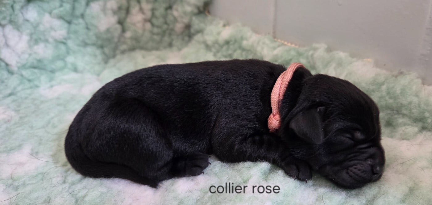 Labrador Retriever - Du Gardien Des Aulnois